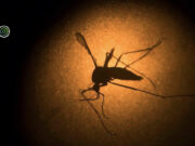 ¿Adiós al dengue? Nueva vacuna podría terminar con aumento de casos en México