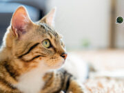 ¿Eres michilover? Lánzate al Miau Fest 2024