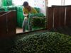 Comercios en dos tercios del territorio nacional son víctimas de extorsión, según ANPEC