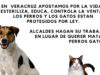 En sus reglamentos, Orizaba y Río Blanco autorizan matar a perros y gatos, denuncian
