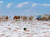 El desierto de Arabia Saudita se cubre de nieve por primera vez en su historia