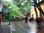 Cae árbol en Coatepec; no hay lesionados