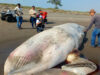 Encuentran ballena de 12 metros sin vida en playas de Nautla
