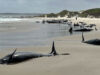 El asombroso hallazgo de 157 delfines varados en una remota playa de Tasmania