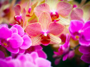 Llega a Coatepec la “Feria de la Orquídea” del 11 al 20 de abril