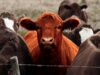 México confirma un caso de gusano barrenador en Nuevo León