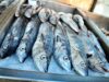 En Veracruz: Derrame impacta a restaurantes; precio del pescado se dispara