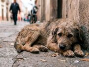 Confirman muerte de 8 perros por presunto envenenamiento en Xalapa