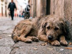 Confirman muerte de 8 perros por presunto envenenamiento en Xalapa