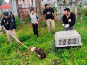 Muerte de gatos en panteón de Xalapa evidencia falta de control