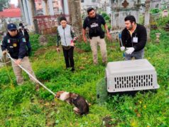 Muerte de gatos en panteón de Xalapa evidencia falta de control