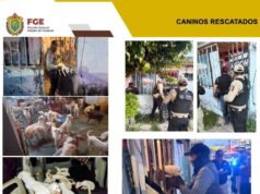 Fiscalía de Veracruz rescata a 42 caninos tras diligencia de cateo en Coatzacoalcos