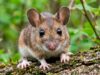 Chile reporta 39 casos de hantavirus; letalidad aumenta frente al año pasado